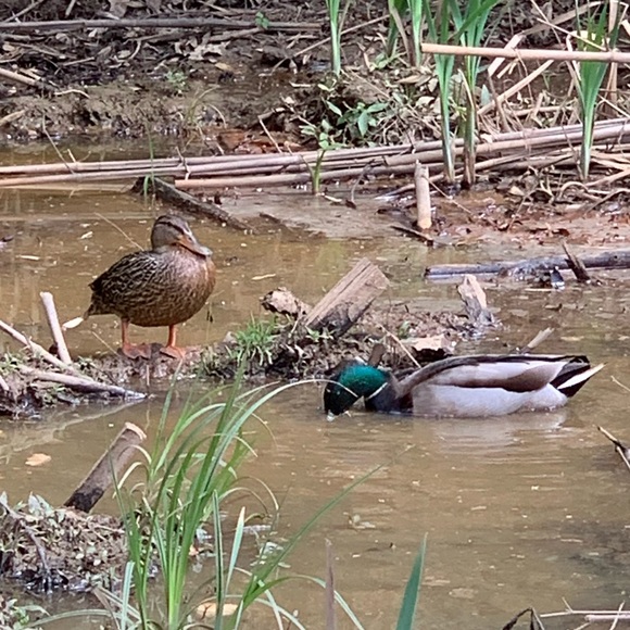 Meet your Posher, Lori - Picture 5 of 6